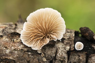 Crepidotus türleri istiridye soyan yumuşak terlikler ve jöle krep şeklindeki mantarlar veya çürüyen gövde ve dallarda yetişen istiridyeler.