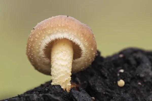 生长在燃烧的植被痕迹上的金黄色蘑菇果冻色 — 图库照片