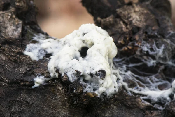 Slem kräftdjur hund sjuka slem mögel myxomycete av vitt och flagnande utseende som växer på grönsaker när luftfuktigheten och temperaturen i skogen är tillräcklig — Stockfoto