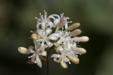 Smilax aspera nadide bir yosun sarsaparille ve Akdeniz tebessümü. Bu bitkinin sarsaparilla içeceğinin yapıldığı beyaz ve balmumu görünümlü güzel sonbahar çiçekleri.