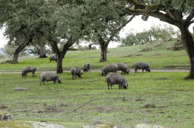 Sonbaharda meşe ağaçları üzerinde meşe palamudu otlayan İber domuzları Extremadura ve Endülüs 'ten kara domuzlar otlakta meşe palamudu ve ot yerler.
