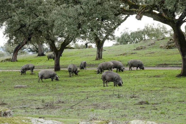 I maiali iberici che pascolano ghiande sui lecci in autunno e inverno i maiali neri dell'Estremadura e dell'Andalusia nei pascoli mangiano ghiande ed erba — Foto Stock