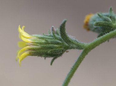 Dittrichia mezarlığı kokuşmuş otlar kokuşmuş haki otu sarı çiçekli ve yapışkan saplı şifalı bir çiçek