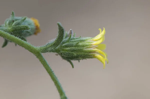 Dittrichia graveolens стоїть смердючий стогін Хакі бур'ян досить лікувальна квітка з жовтими квітами і липкими стеблами — стокове фото