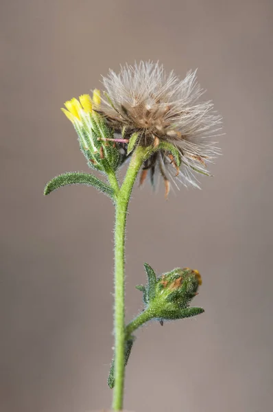 Dittrichia graveolens стоїть смердючий стогін Хакі бур'ян досить лікувальна квітка з жовтими квітами і липкими стеблами — стокове фото