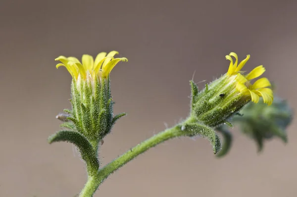 Dittrichia graveolens smradlavý smradlavý plevel khaki plevel pěkný léčivý květ se žlutými květy a lepkavé stonky — Stock fotografie