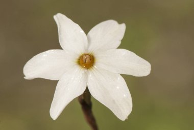 Narcissus 'un modası geçmiş narin ve küçük sonbahar nergis çiçekleri ilk yağmurdan sonra çiçek açıyor.