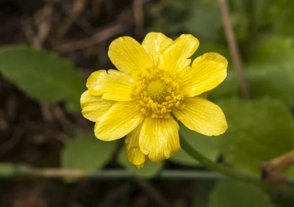 Ranunculus bullatus autumn buttercup grows as the name implies after the autumn rains filling the yellow ground — Stock Photo, Image