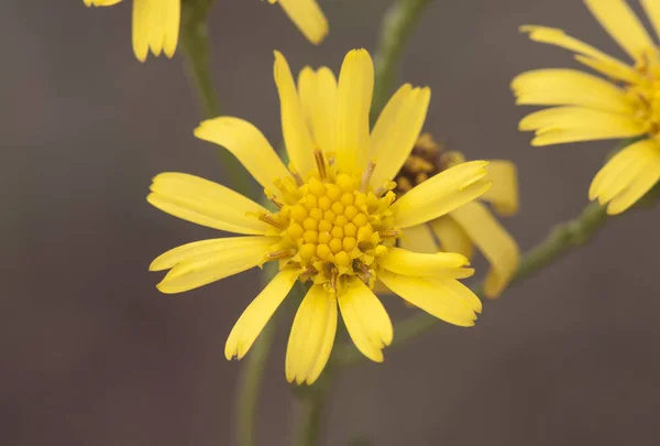 Senecio Linifolius dar yapraklı kanarya zehirli bitkisi ve güzel sarı çiçekler. — Stok fotoğraf