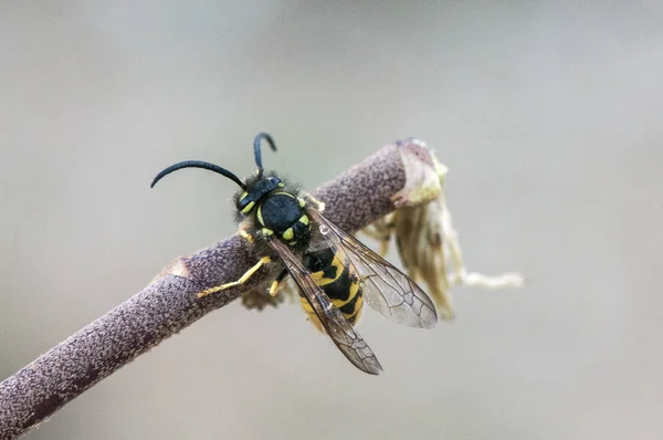 普通的黄蜂以其黑色和黄色的颜色非常常见，这警告我们说这是危险的 — 图库照片