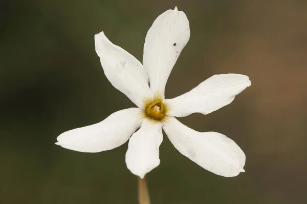 Narcissus obsoletus деликатный и маленький осенний нарцисс цветет после первых дождей — стоковое фото