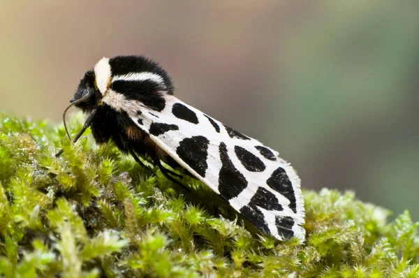 Cyalophora pudica Discrete Chaperon butterfly with black and white checked pattern pered on green mouse — стоковое фото