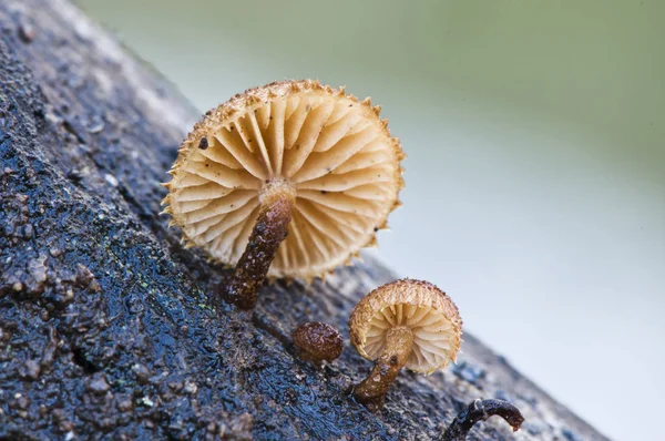 Phaeomarasmius erinaceus grazioso fungo di piccole dimensioni e dall'aspetto peloso che cresce su tronchi e rami in decomposizione — Foto Stock