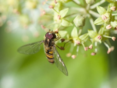 Episyrphus balteatus marmelat hoverfly Syrphidae familyasından küçük diptera sarmaşık çiçeklerine sarılmış küçük bir eşekarısı gibi görünür.