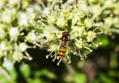 Episyrphus balteatus marmelat hoverfly Syrphidae familyasından küçük diptera sarmaşık çiçeklerine sarılmış küçük bir eşekarısı gibi görünür.