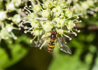 Episyrphus balteatus marmelat hoverfly Syrphidae familyasından küçük diptera sarmaşık çiçeklerine sarılmış küçük bir eşekarısı gibi görünür.
