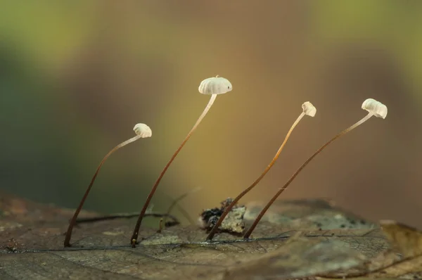 Marasmius androsaceus diminuta brown mushroom that grows on decaying oak leaves — Stock Photo, Image