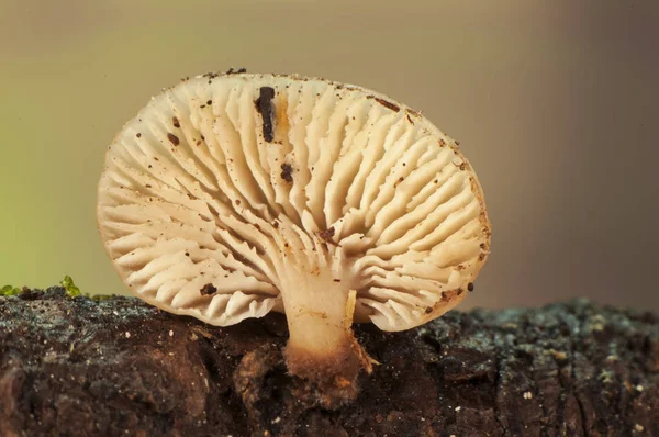 Lentinellus omphalus - маленький светло-коричневый гриб, который осенью паразитирует на стволах и мертвых ветвях — стоковое фото