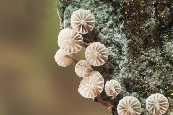 Mycena meliigena bonito cogumelo de tamanho minúsculo e marrom avermelhado que cresce em madeira morta na floresta — Fotografia de Stock