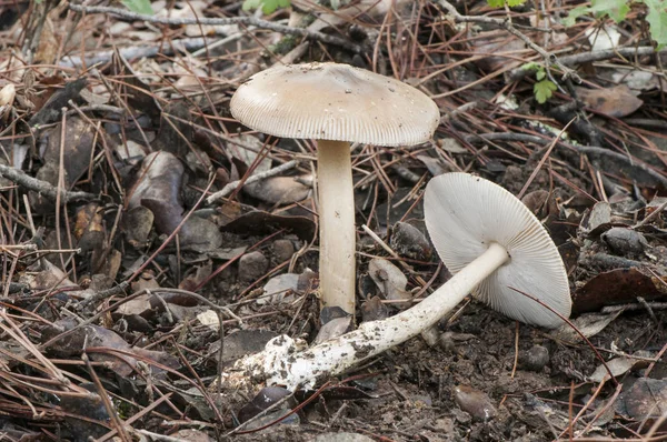 Amanita umbrinolutea podzimní houba podivné červenohnědé barvy nalezené v listnatém lese — Stock fotografie