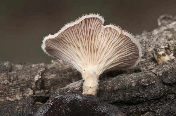 Lentinus strigossus fungo marrone arancio grazioso che cresce su tronchi e rami morti con peli che ricoprono l'intero cappello — Foto Stock