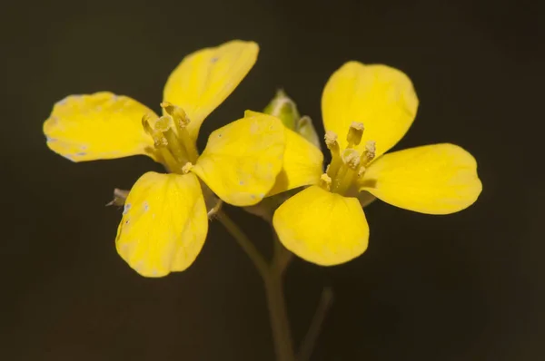 Diplotaxis yellow rocket wall flower species of the Cruciferae family that grows like weeds in the countryside of Andalusia — Stock Photo, Image