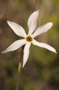 İber Yarımadası 'nın güneyinde sonbaharda ilk yağmurdan sonra büyüyen Narcissus' un modası geçmiş beyaz narsisleri bazen geniş çayırları kaplayan yüz binlercesi vardır.