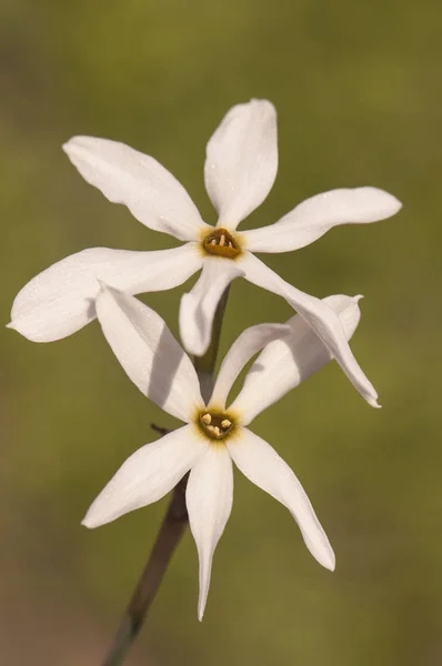 Narcissus obsoletus λευκός νάρκισσος που αναπτύσσεται στα νότια της Ιβηρικής Χερσονήσου το φθινόπωρο μετά τις πρώτες βροχές μερικές φορές υπάρχουν εκατοντάδες χιλιάδες που καλύπτουν εκτεταμένα λιβάδια — Φωτογραφία Αρχείου