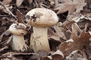 Tricholoma acerbum ya da meşe yapraklarının arasında yetişen pembe gül mantarı.