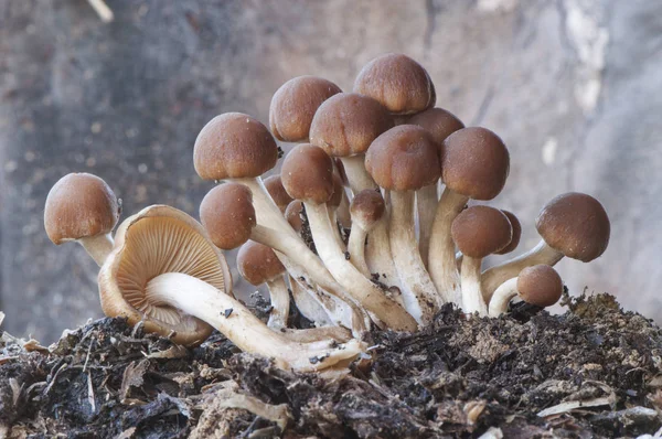 Psathyrella piluliformis Vanlig stubbe Brittlestem svamp rödbrun svamp som växer brant i stora grupper — Stockfoto