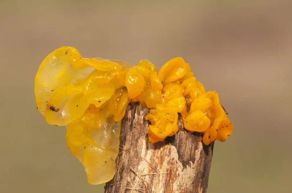 Tremella druh žlutý mozek zlatá želé houba žlutá třes a čarodějnice máslo žlutá nebo oranžová želatinová houba — Stock fotografie