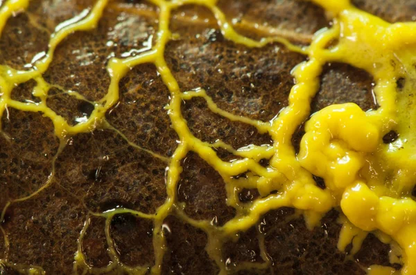 Leocarpus fragilis insect egg slime mold in its juvenile phase has the appearance of a yellow mucus that moves slowly through the semi-solid trunks — Stock Photo, Image