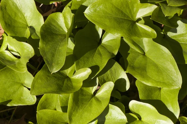 Arisarum simorrhinum de fraters cowl of larus plant met grote groene bladeren en bloemen die eruit zien als een lantaarn paars wit en groen — Stockfoto