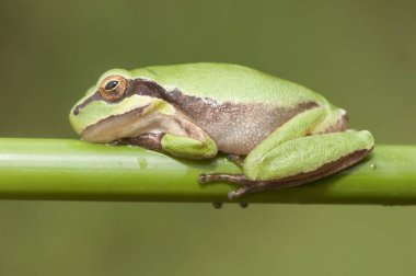 Hyla meridionalis Akdeniz ağaç kurbağası çizgili ağaç kurbağası küçük amfibi bolluğu yüksek nemli bölgelerde yeşil yerlerde taklit eden yumurtalara gider.