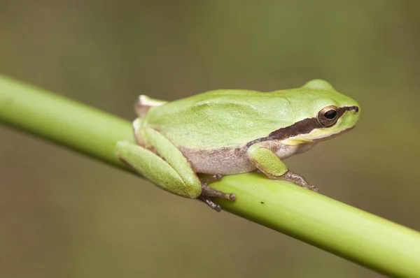 地中海树蛙无条纹树蛙在湿度高的地方有大量的小型两栖类动物，它们在绿色的地方产卵模仿 — 图库照片