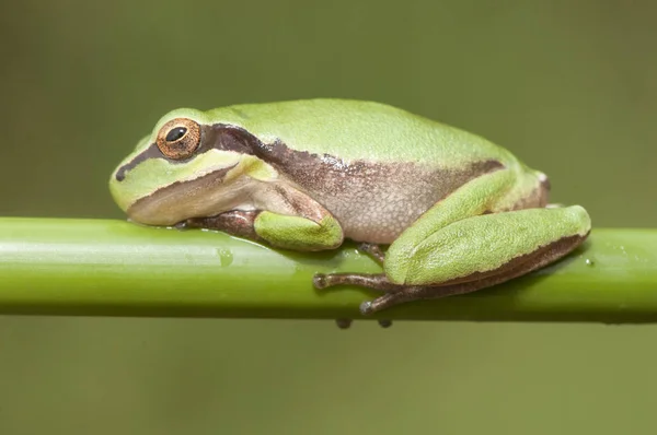 Hyla meridionalis Μεσογειακό δέντρο βάτραχος ριγέ δέντρο βάτραχος μικρό αμφίβιο άφθονο σε μέρη με υψηλή υγρασία, όπου πηγαίνει για να αναπαραχθούν μιμείται σε χώρους πρασίνου — Φωτογραφία Αρχείου