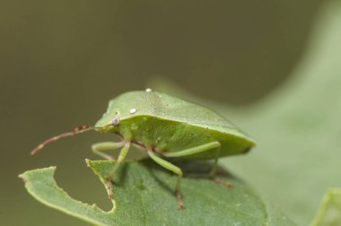 Nezara viridula güney yeşil koku böceği yeşil hemiptera çimenlerde taklit eder ve eğer rahatsız olursanız parazit diptero yumurtalarını salgılar.