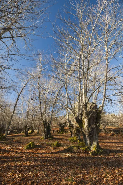 Plantation de châtaigniers après la chute des feuilles en hiver, avec le ciel bleu en arrière-plan — Photo