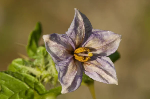 Solanum linnaeanum помидор дьявола инвазивных растений, которые могут быть найдены на побережье Уэльвы с его фруктами, похожими на помидоры, но зеленый с фиолетовыми цветами — стоковое фото