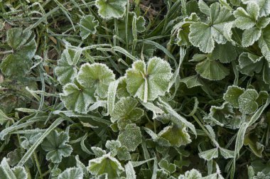 Kış sabahları çimenler buz kristalleriyle kaplanırken, Endülüs 'ün çayırlarında sıcaklık sıfırın altında.