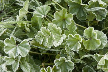 Kış sabahları çimenler buz kristalleriyle kaplanırken, Endülüs 'ün çayırlarında sıcaklık sıfırın altında.
