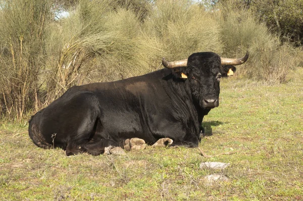Toro negro descansando en el prado de encinas de Andalucía — Foto de Stock