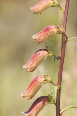 Digitalis obscura söğüt çiçeği. Güzel altın kahverengi çiçek. Halk tıbbında çok zehirli.