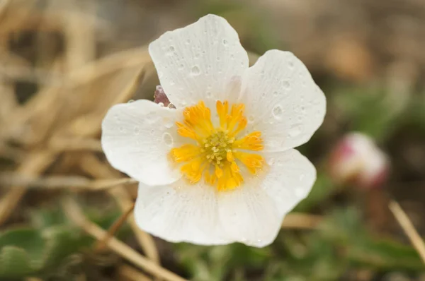 Ranunculus acetosellifolius ranunculus blanco típico de las montañas del sur de la Península Ibérica — Foto de Stock