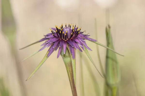 Tragopogon porrifolius Ziegenbart große lila Blume mit großen Blütenblättern und Kelchblättern — Stockfoto