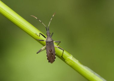 Dicranocephalus cf albipes stilize tahtakurusu genellikle yeşil çimenli nemli yerlerde yaşar.