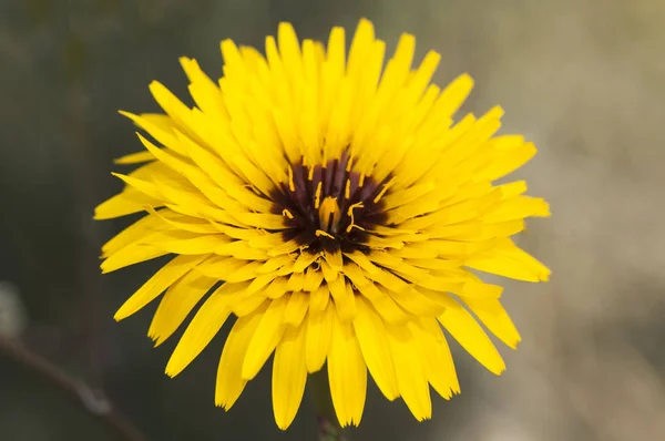 Reichardia species false sowthistle όμορφο κίτρινο λουλούδι με το κέντρο του ενσαρκωμένου χρώματος — Φωτογραφία Αρχείου