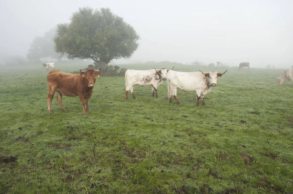 Krowy na łące z mglistym pastwiskiem Andaluzji — Zdjęcie stockowe