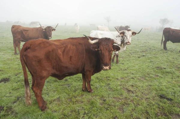 Mucche nel giorno del prato con pascolo nebbioso dell'Andalusia — Foto Stock