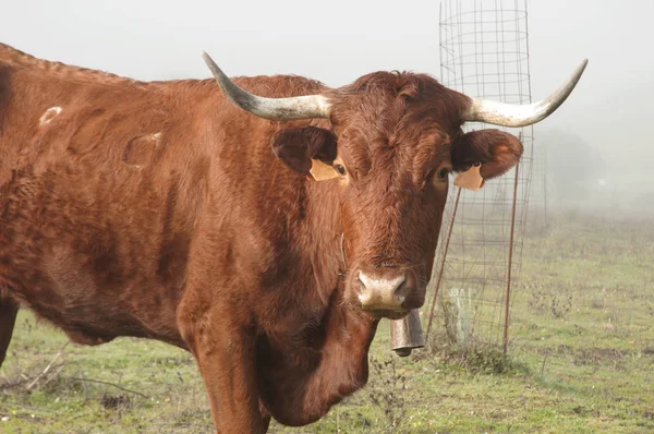 Cows on meadow day with foggy pasture of Andalucia — Stock Photo, Image